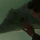 In the original short story, Jones the dolphin was also a heroin addict. Just FYI.